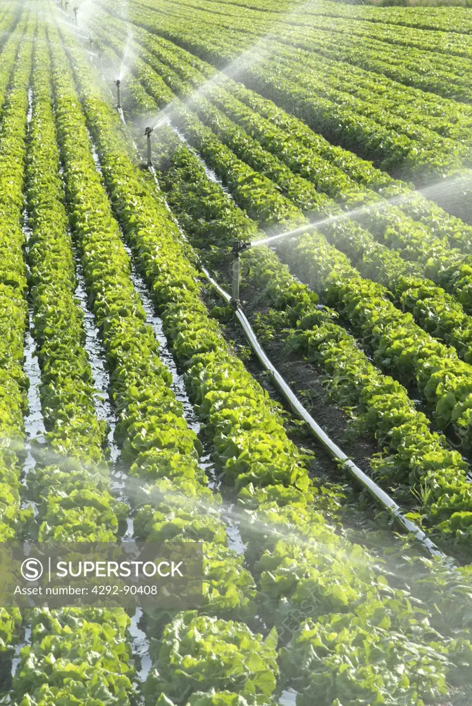 Water sprinkler spraying water on lettuce field