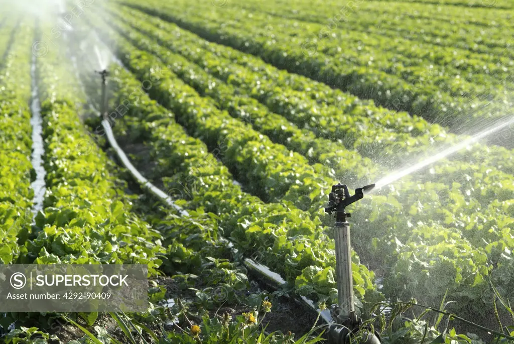 Water sprinkler spraying water on lettuce field