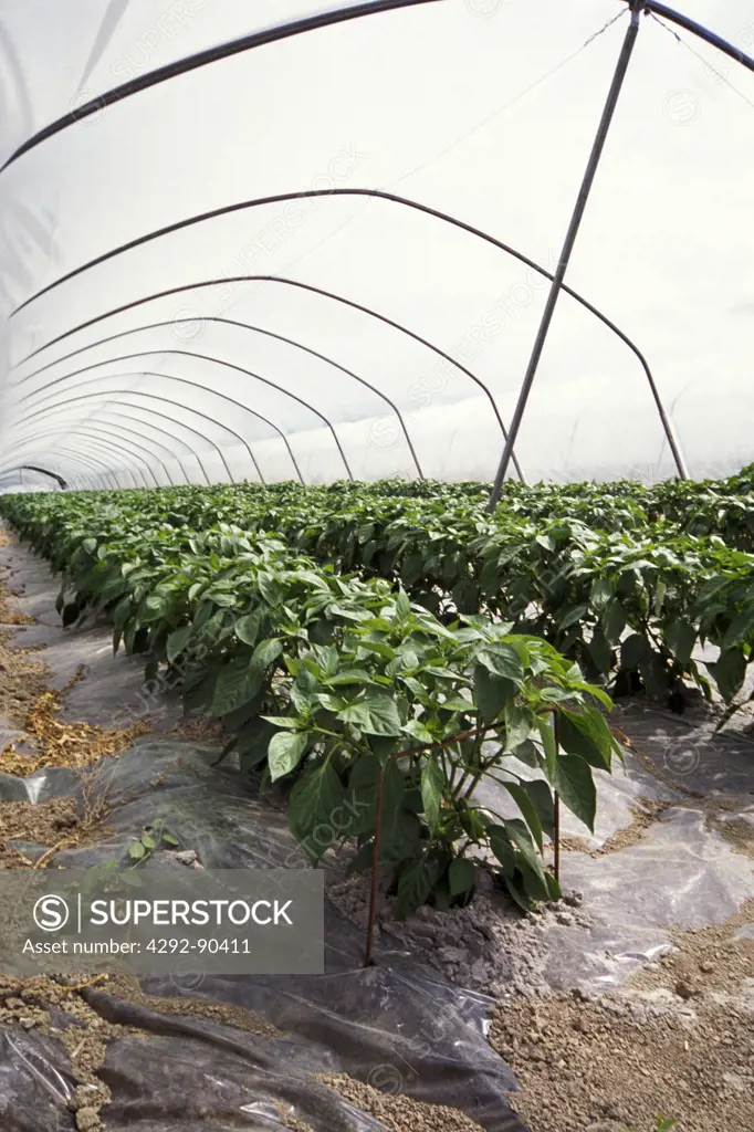 Peppers cultivation in greenhouse