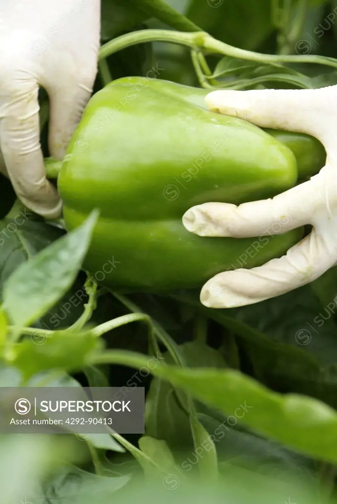 Peppers harvest