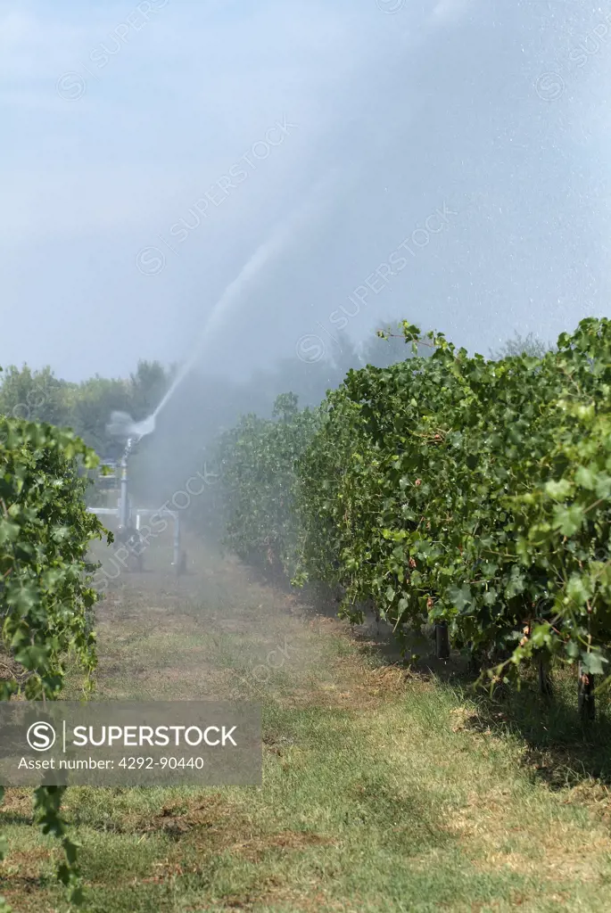 Water sprinkler spraying water on vineyards