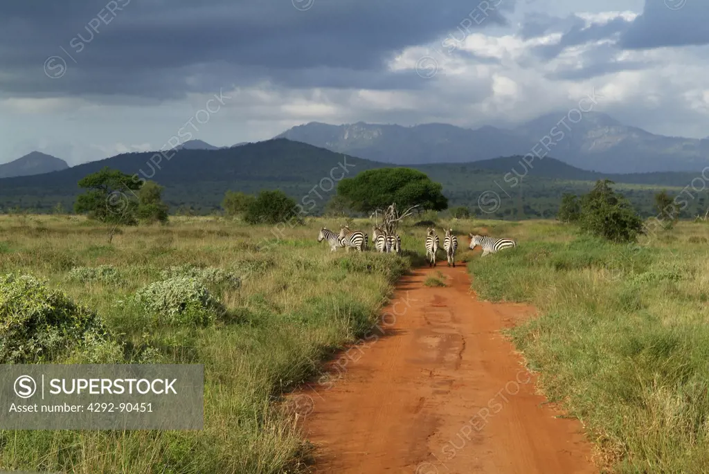 Kenya, Tsavo natural park, group of zebras