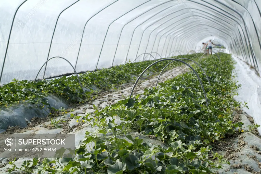 Melon cultivation in greenhouse