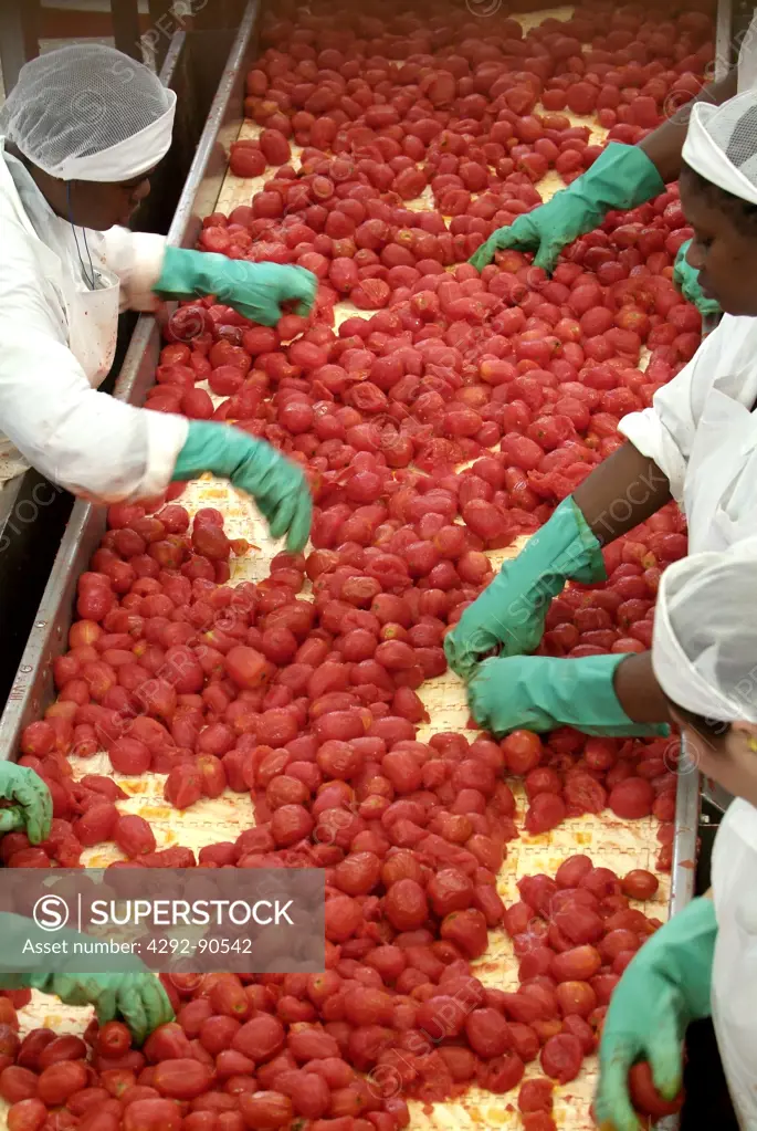 Women examining tomatoes on conveyor belt