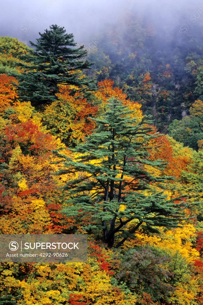 Japan, colours of forest in fall