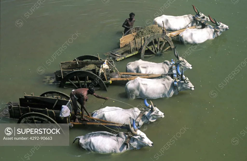 India, people on cattle cart carrying sand from the river