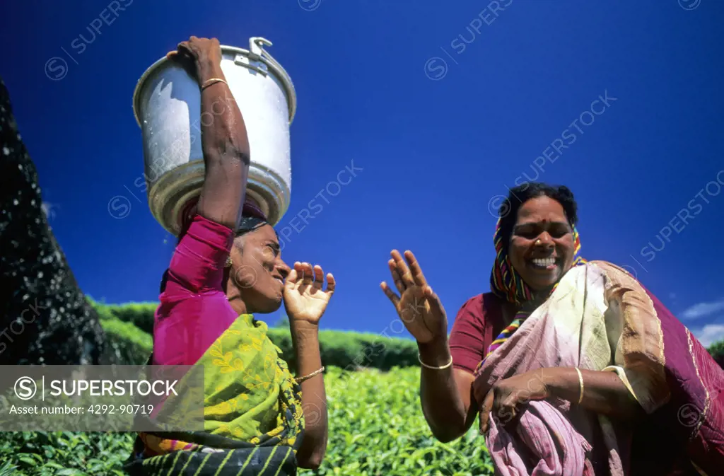 Women in tea fields, Kerala, India