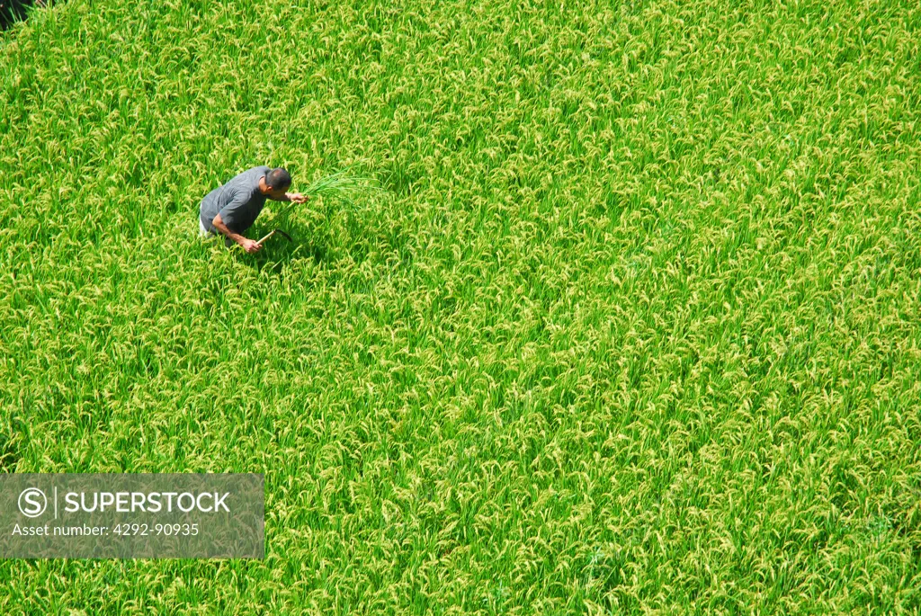 Japan, farmer in green wheat field