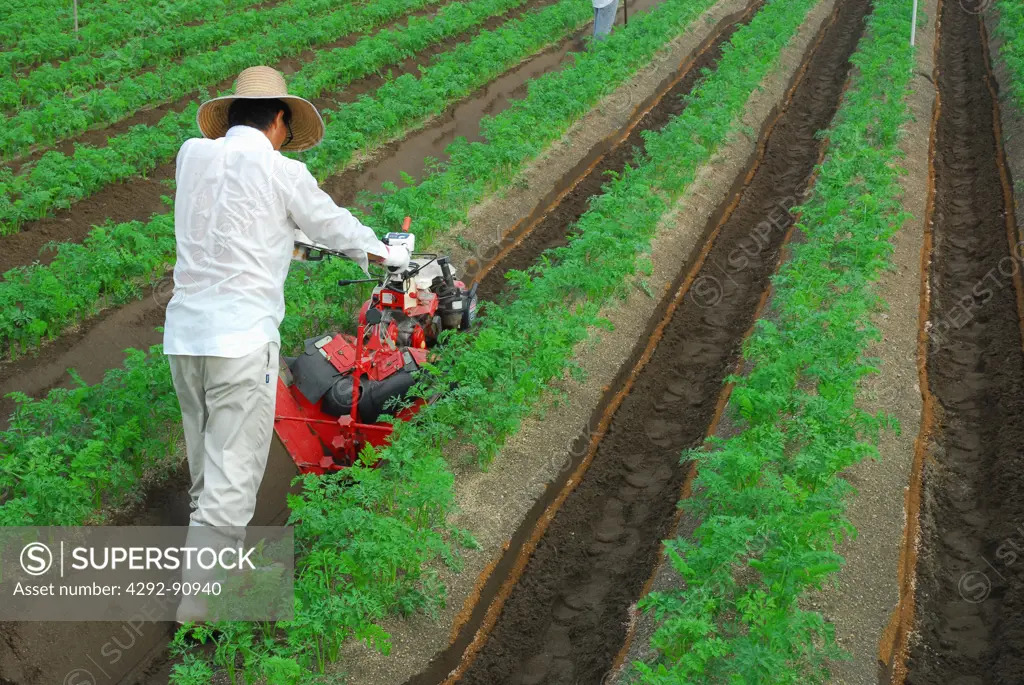 Japan, Shikoku, Farmer in Field of Carrots.