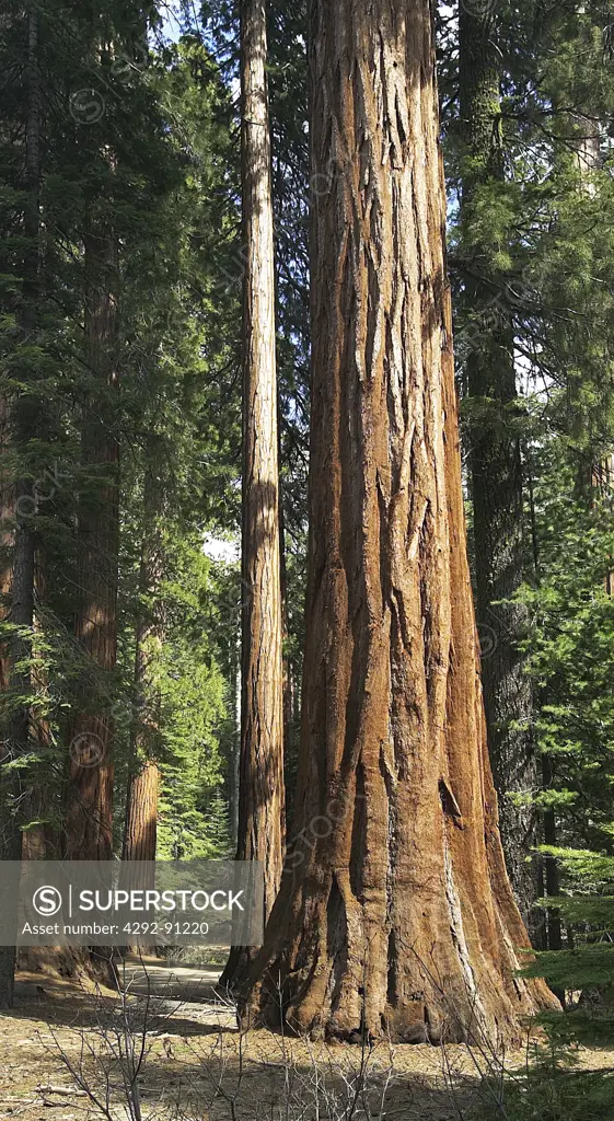 California, Yosemite National park sequoia tree