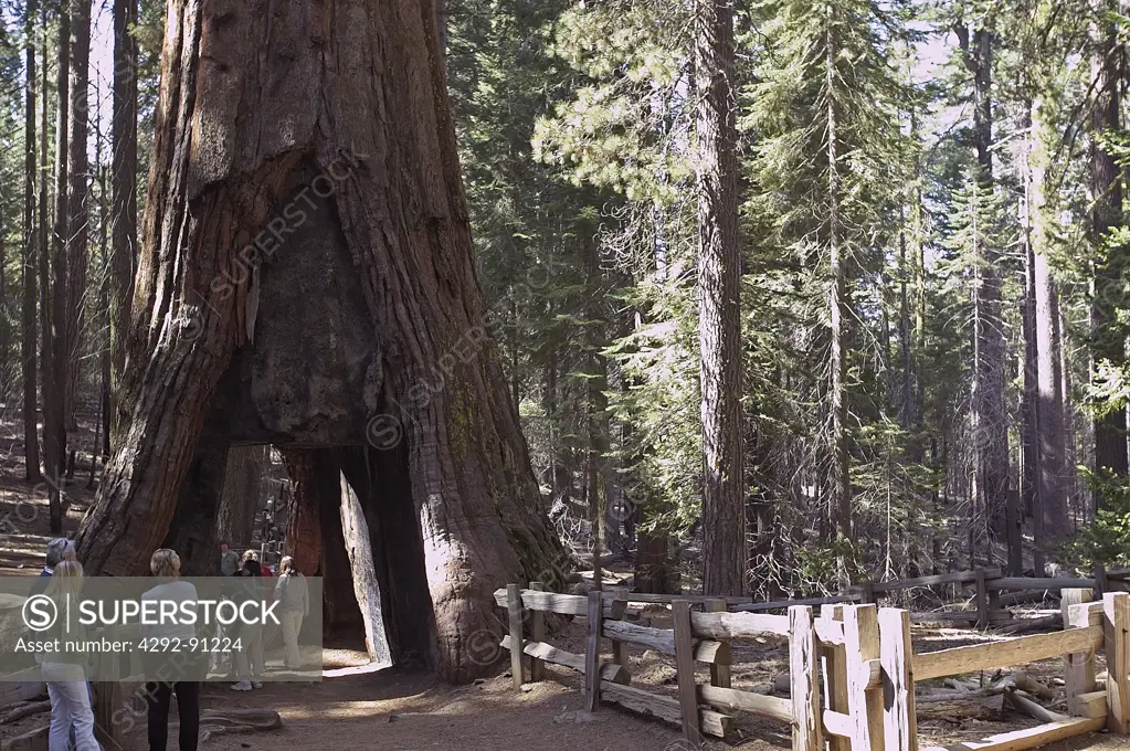 California, Yosemite National park, Big Tree Tuolumne grove, sequoia tree