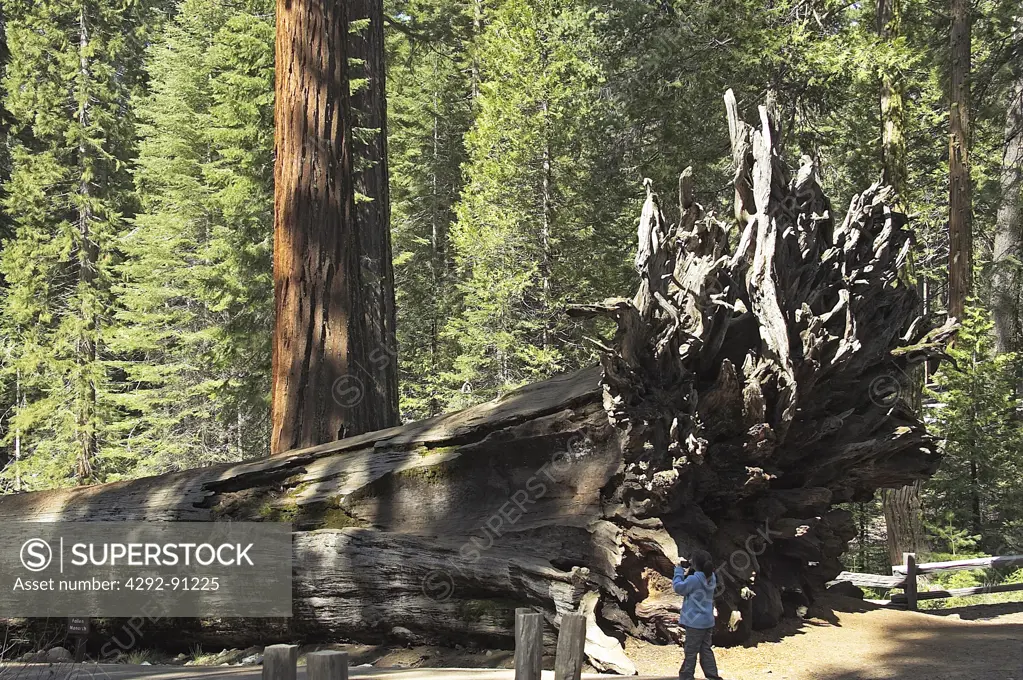 California, Yosemite National park, Big Tree Tuolumne grove, sequoia tree