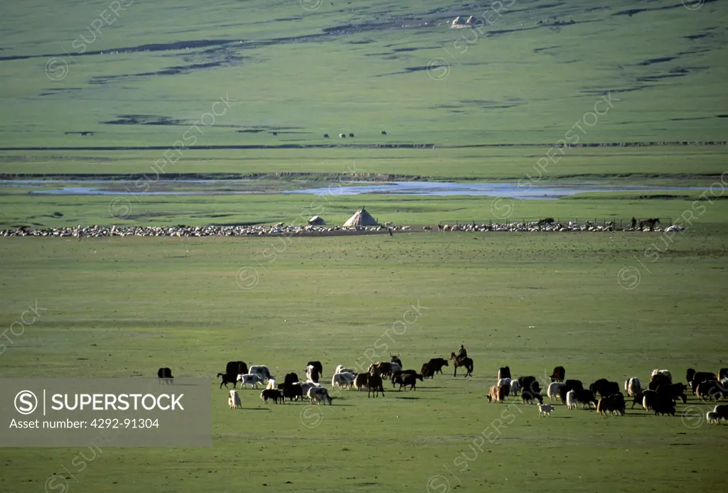 China, Xinjiang province, Tianshan Mountains, Mongolians area, sheep and yak