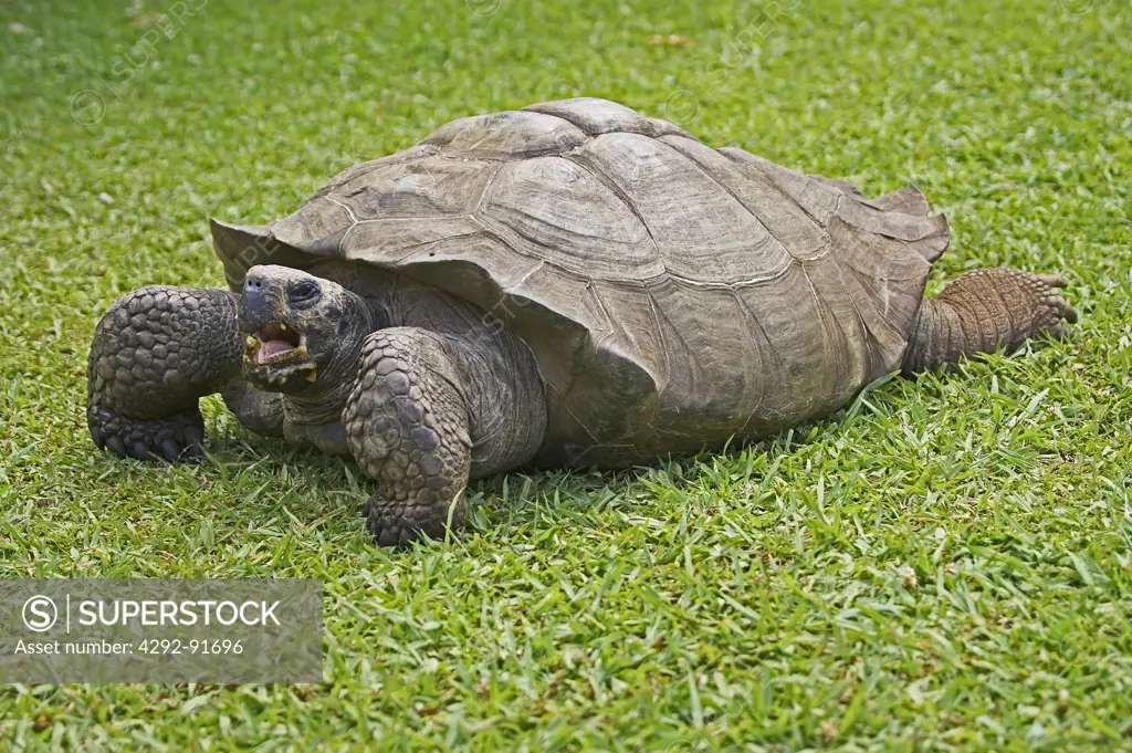 Cagado tortoise
