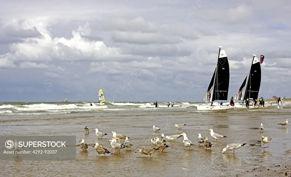 Belgium, Flanders, Knokke. Seagulls on beach