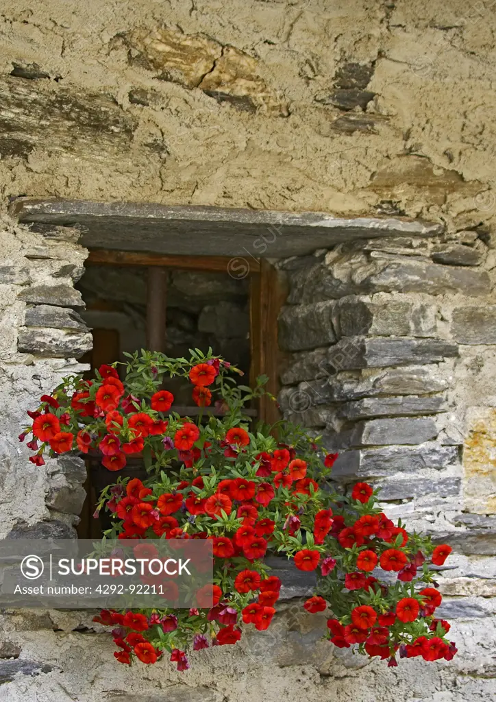Europe, Italy, Alpes, Piedmont, Regional park of Varaita Valley,Chianale village, house window with flower