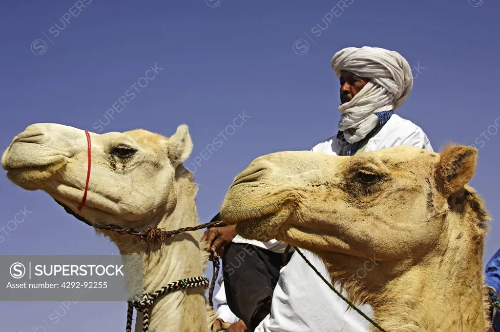 Africa, Algeria, Saoura area, Sahara desert, Tuaregs riding dromedary