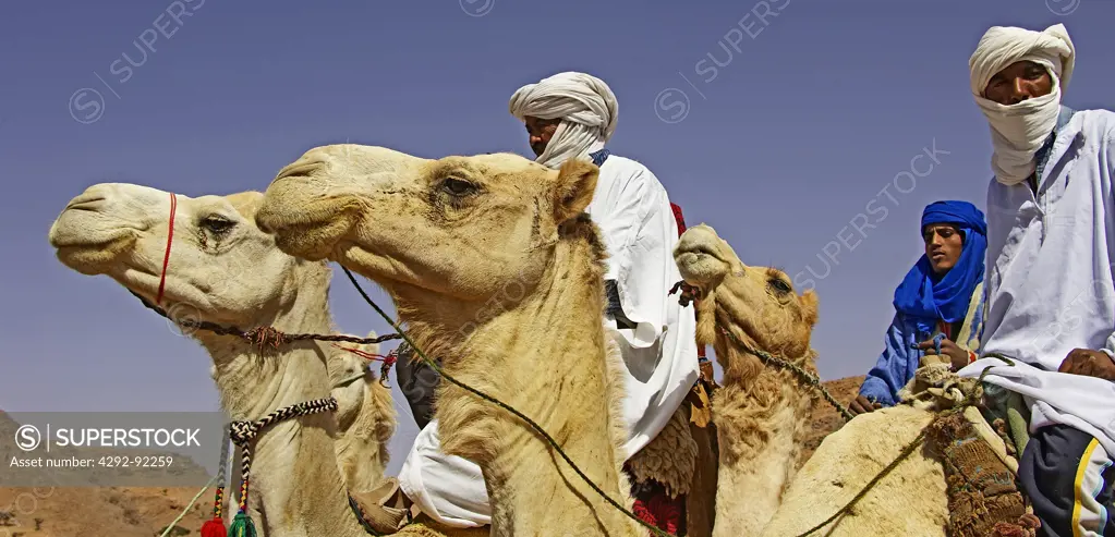 Africa, Algeria, Saoura area, Sahara desert, Tuaregs riding dromedaries