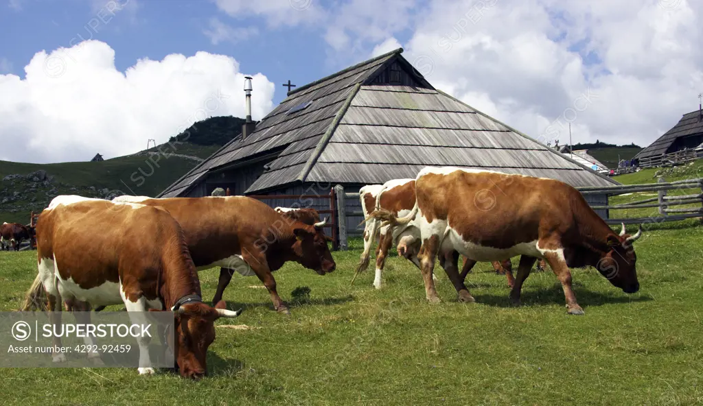 Slovenia, Gorenjska Region, Julian Alps, Velika Planina, farm: cows at pasture