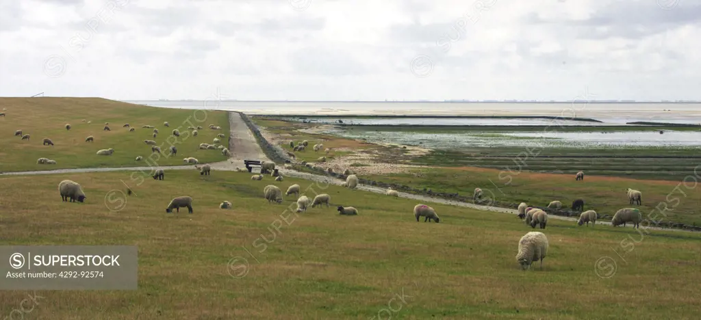 Germany, North Sea, Schleswig-Holstein, Fohr island, a dike with low tide and sheep at pasture