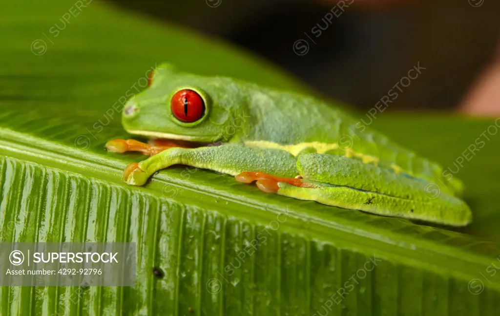 Costa Rica, Red-eyed Tree Frog