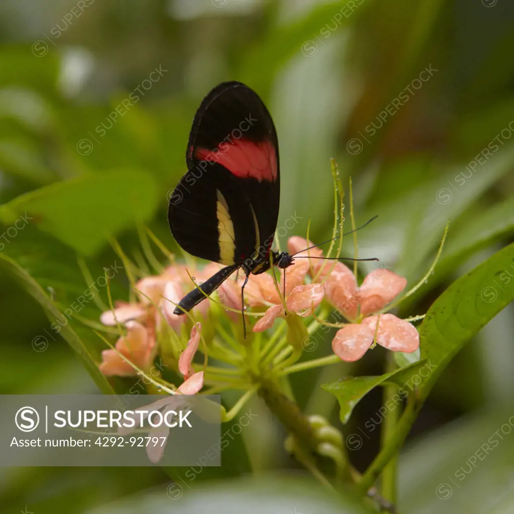 Costa Rica, Passion Flower Butterfly, Heliconius erato