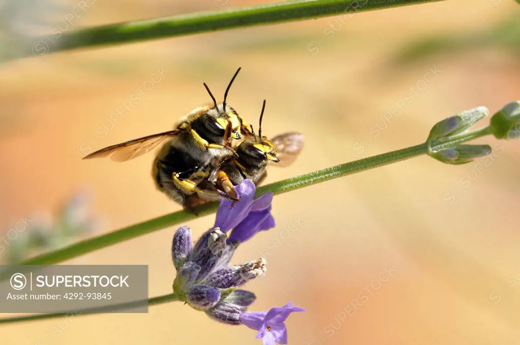 Close up of Bee on a Lavender Flower