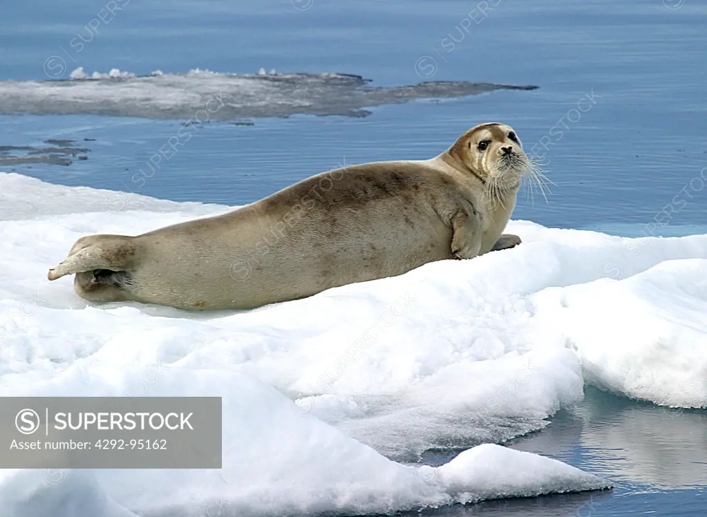 Bearded seal, on pack-ice, Spitsbergen, The Arctic, Norway
