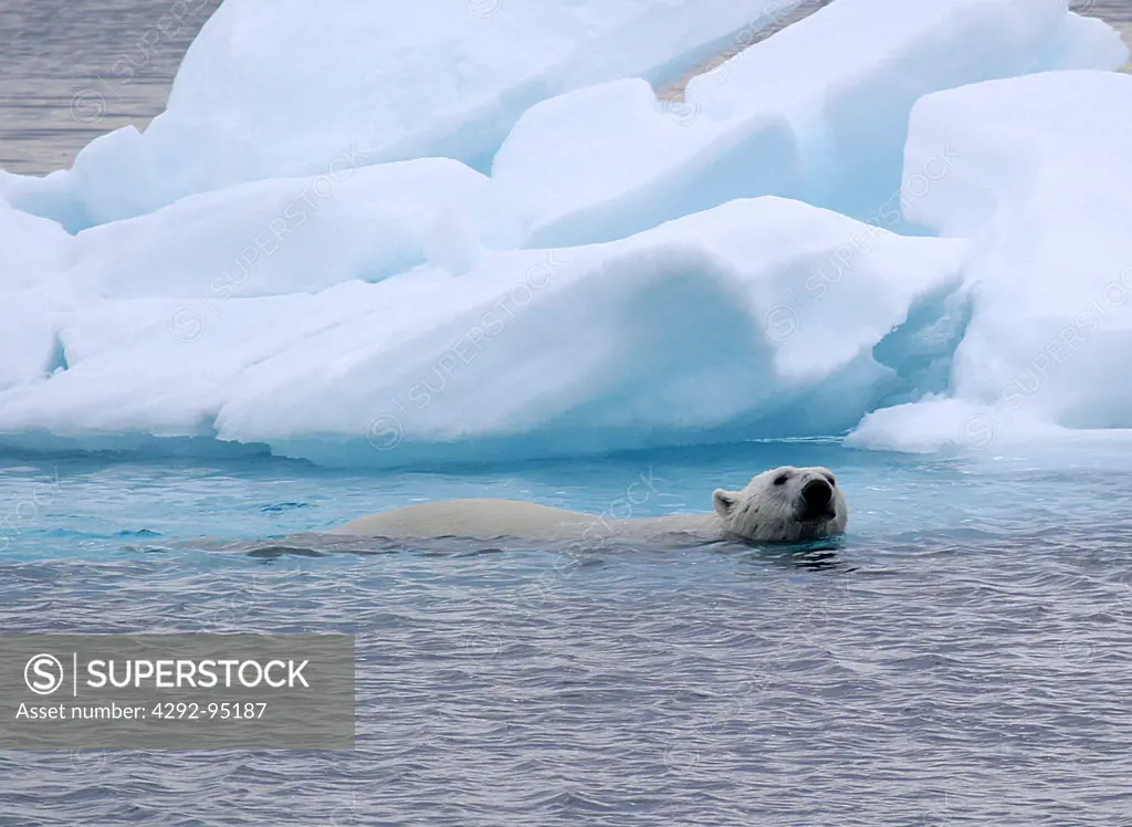 Polar Bear swimming in the ice blue water of the Arctic, Spitsbergen, Norway