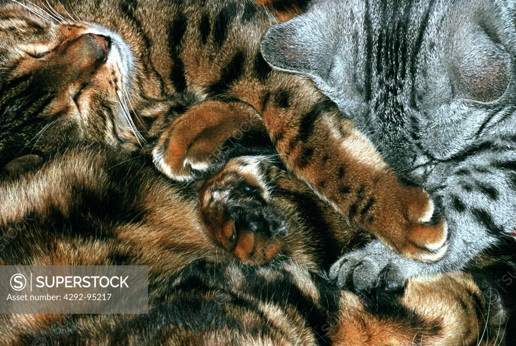 Three cats (two bengals and an Egyptian Mau) sleeping together in a head