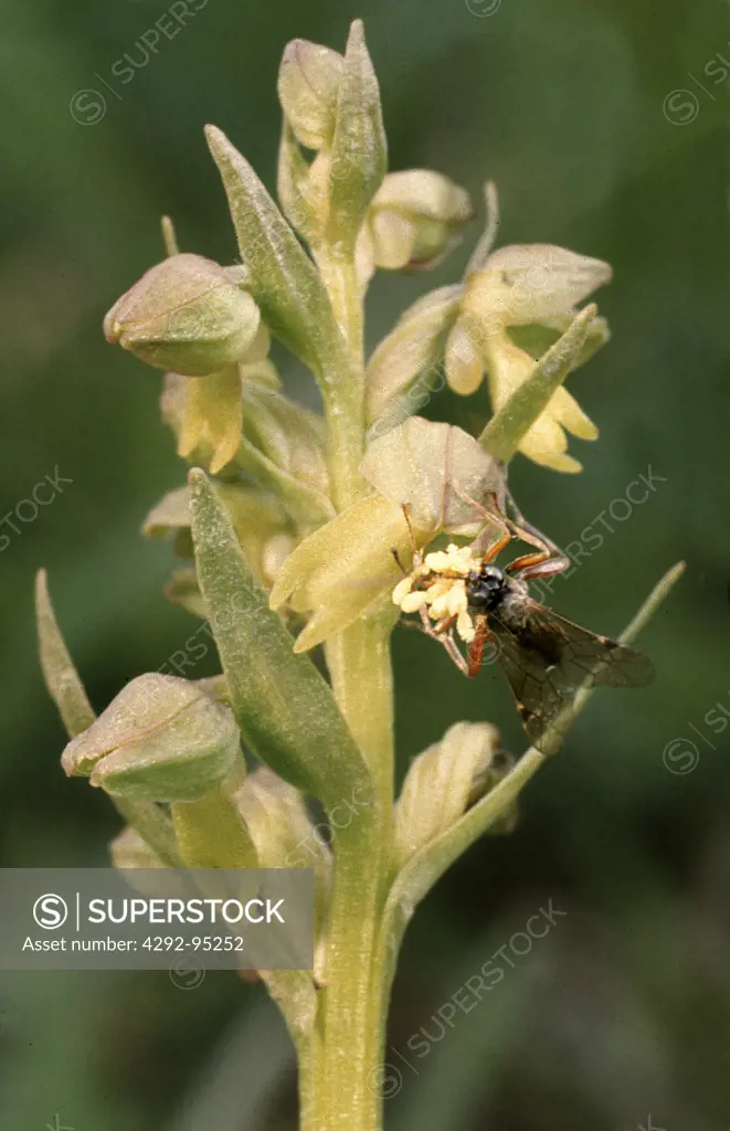 Small wasp covered in pollinia of frog orchid - Dactylorhiza viride