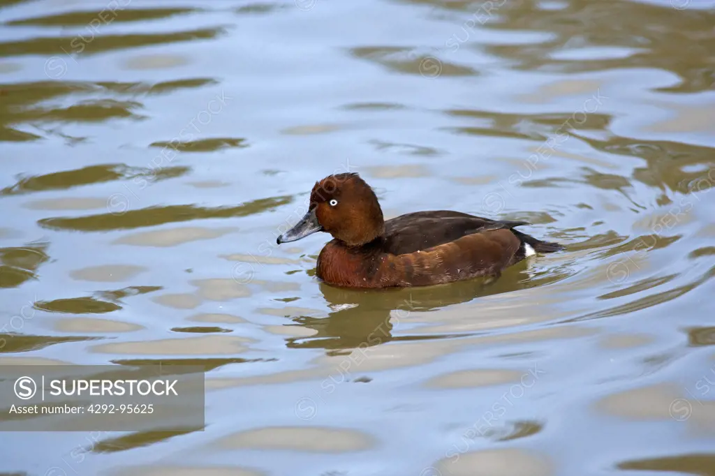 Ferruginous Duck -Aythya nyroca