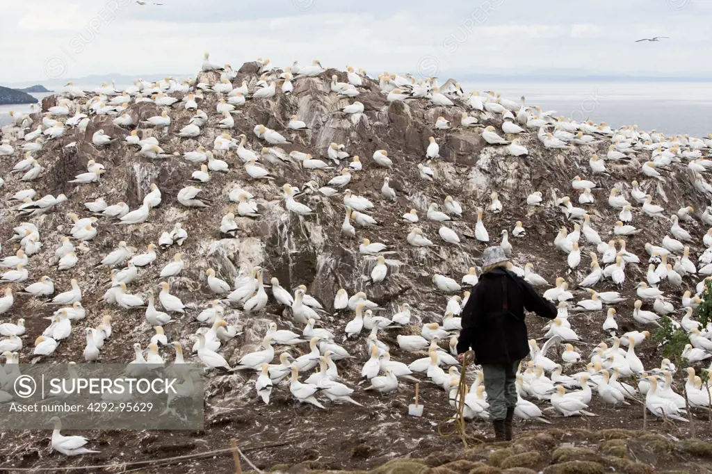 UK, Scotland. Gannets, ornithological reserve ""Bass Rock""