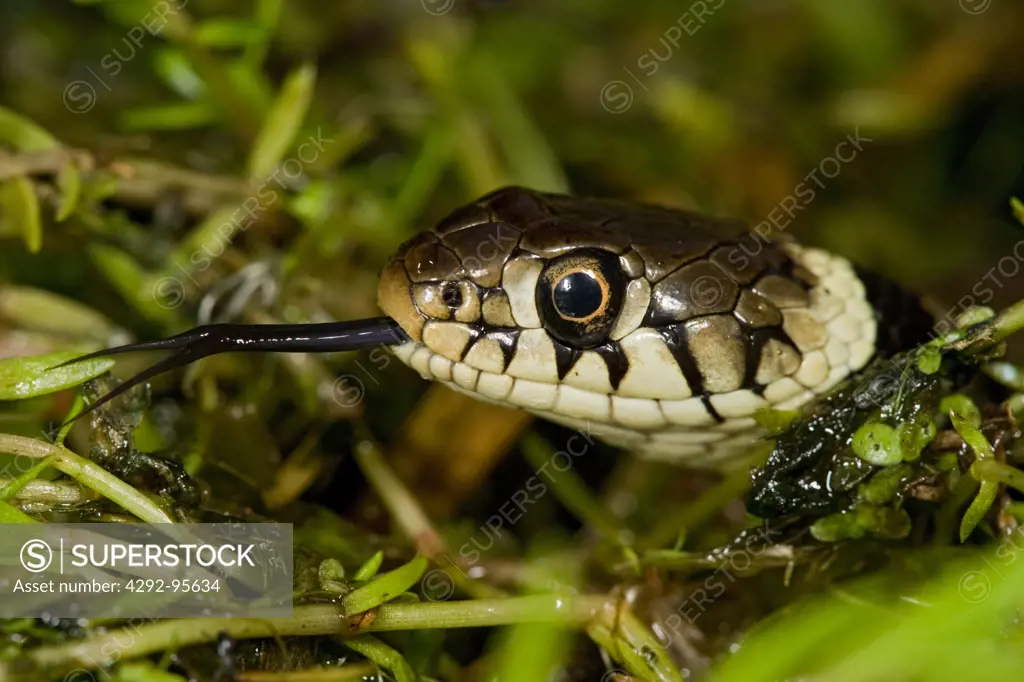 Grass Snake - Natrix natrix in pondweed flicking tongue