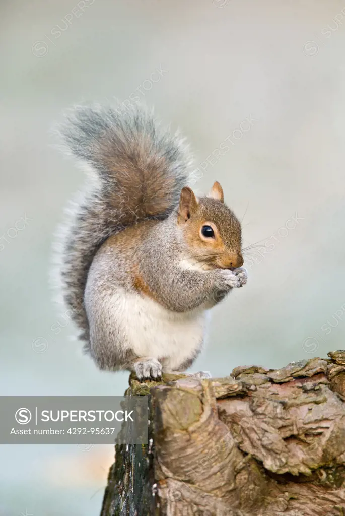 Gray Squirrel,(Sciurus carolinensis) feeding on log with frosty background