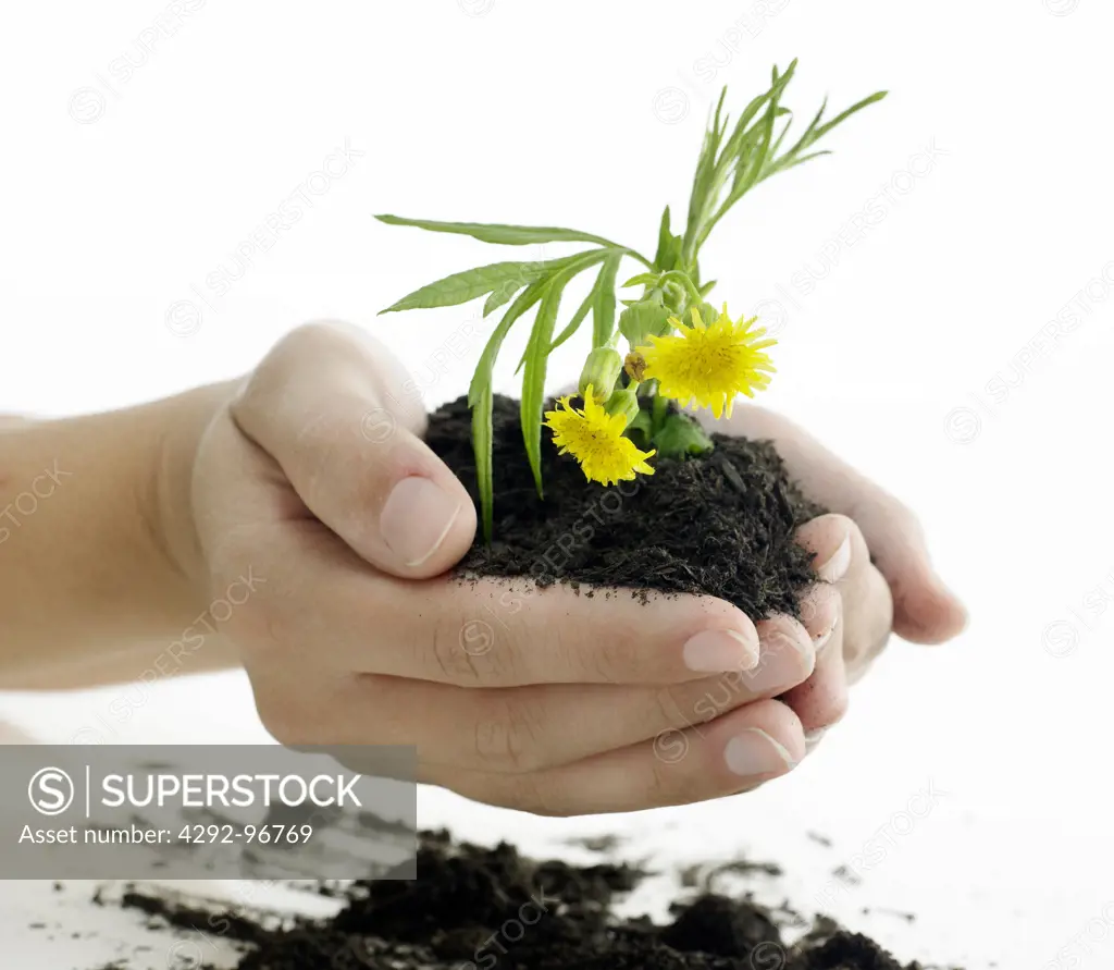 Hands holding flower in dirt