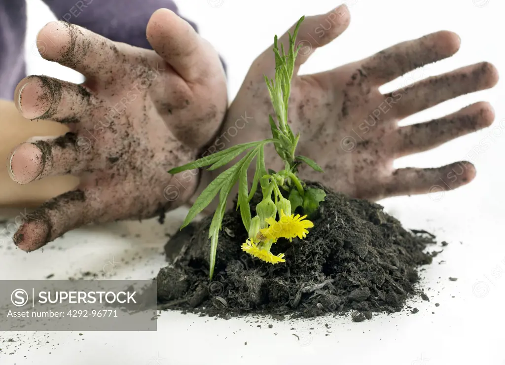 Hands holding flower in dirt