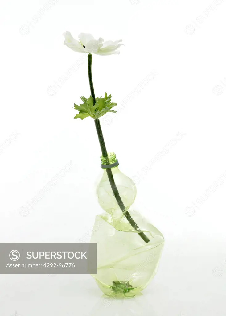 Flower in plastic bottle