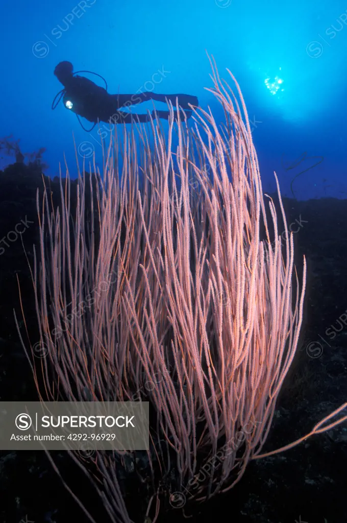 Scuba diver and whip coral, Papua New Guinea, New Britain