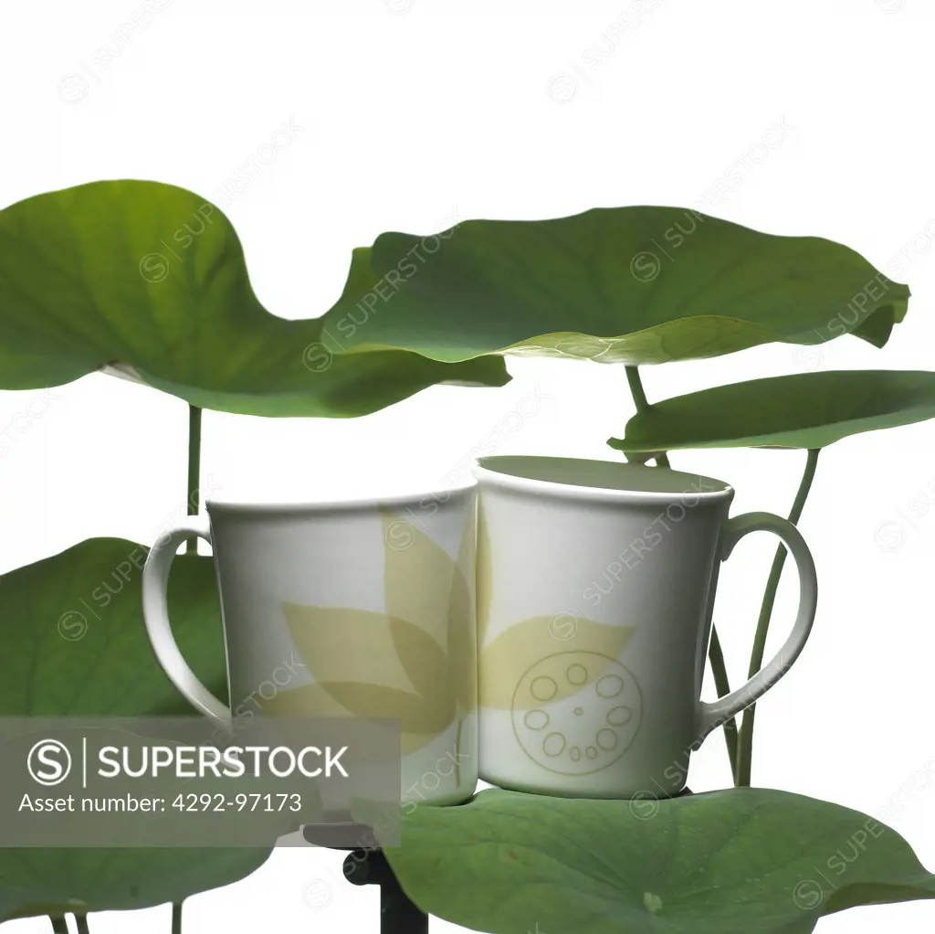 Still life of two cups on leaves