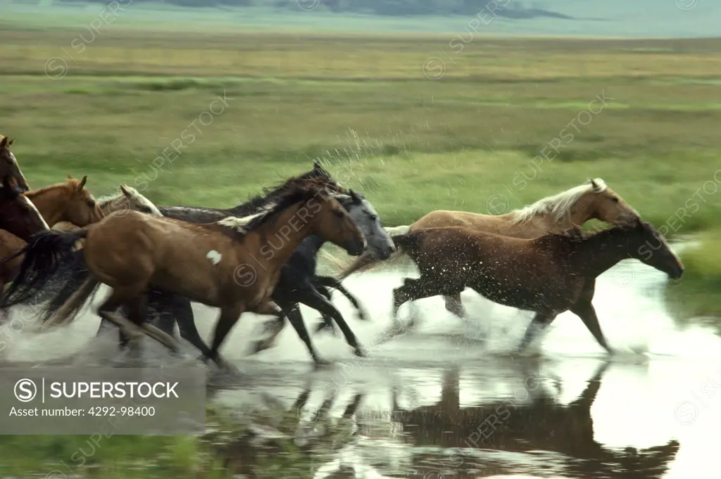 Horses running, Valle Grande New Mexico, USA
