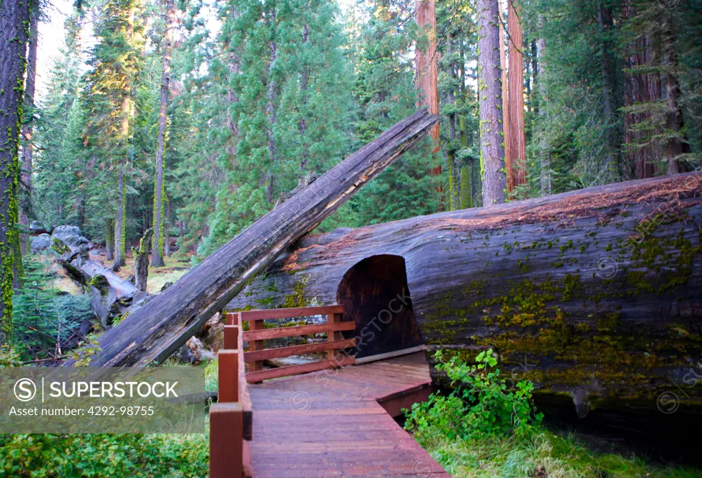 USA, California, Redwood National Park: giant sequoia