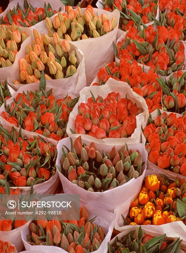 Bouquets of tulips in a flower shop