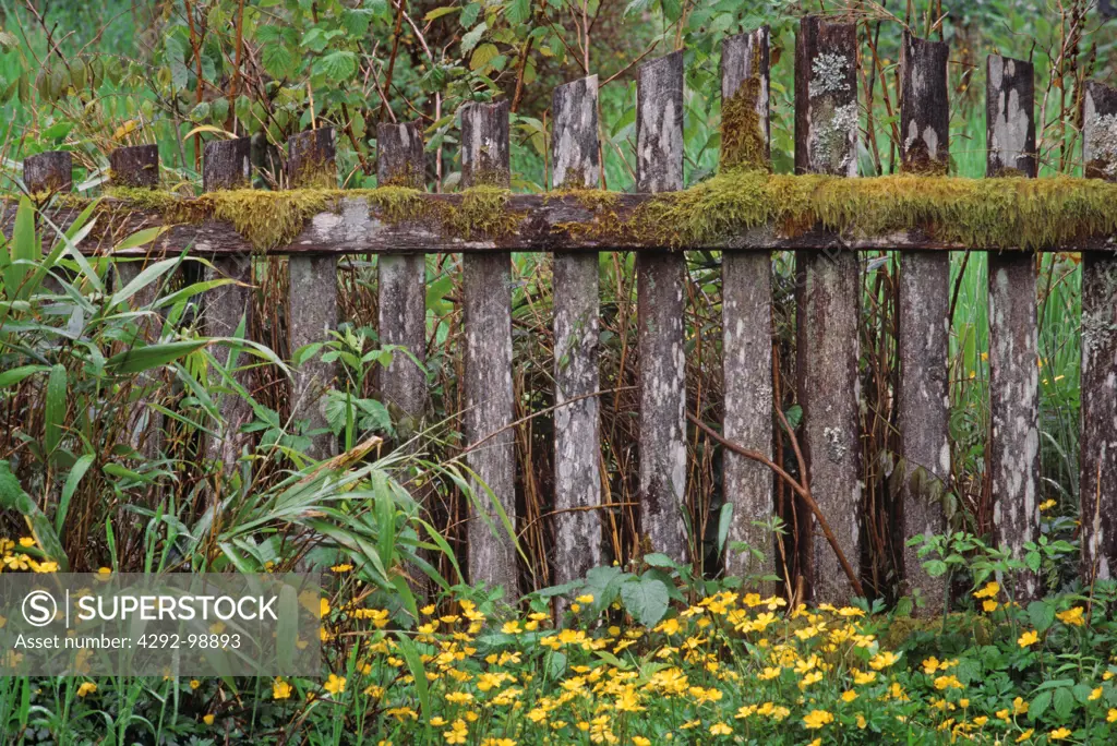 Old wood fence with moss, yellow buttercup flowers, British Coloumbia, Canada
