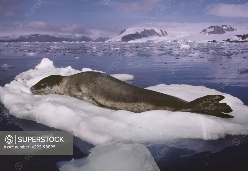 Leopard seal lying on iceberg, King George Island, Antarctic Peninsula, Antarctica