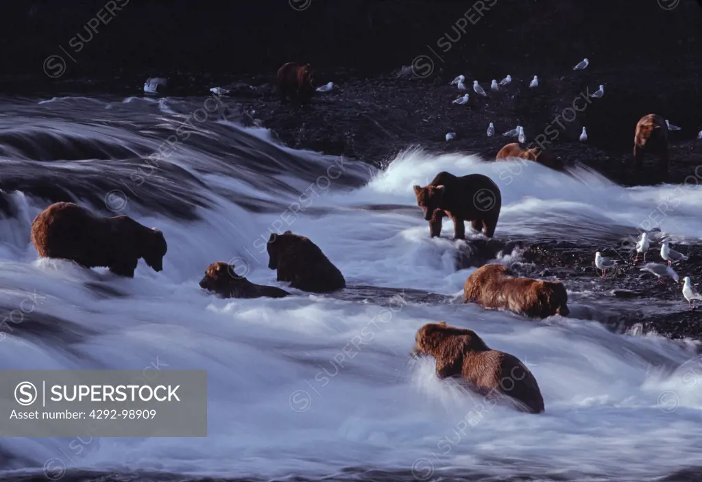 Brown bears fishing for salmon, McNeil River, State Game Sanctuary, Alaska, USA