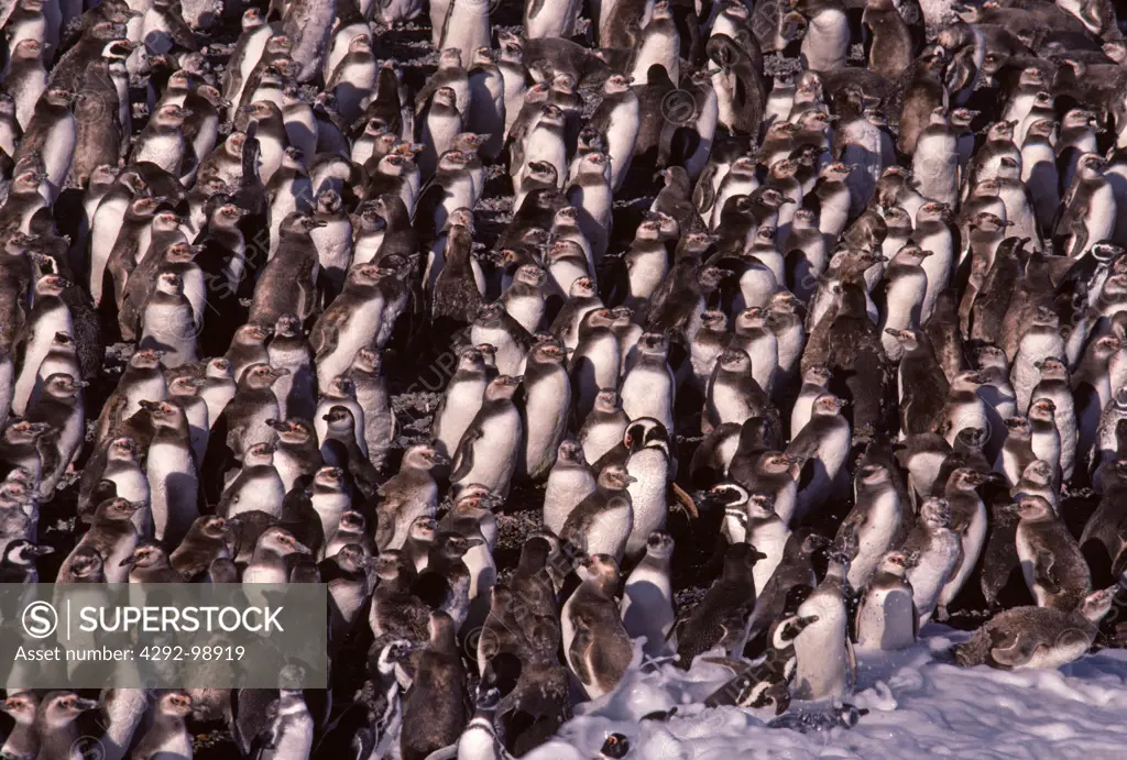 Large group of magellanic penguins, Punta Tombo, Patagonia, Argentina