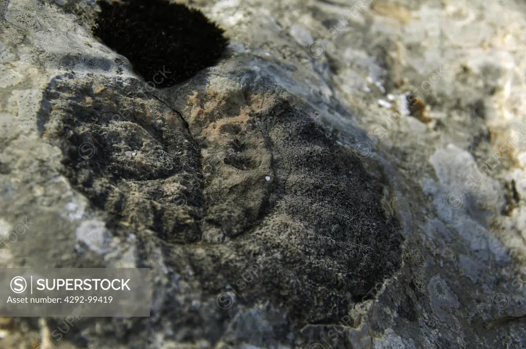 Italy, Veneto, Lessinia ammonite fossil near Ciabattino cave on Corno d'acquilio Mount