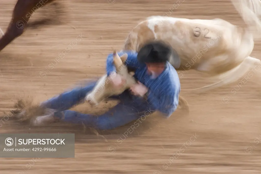 Rodeo blurred action with cowboy on the ground