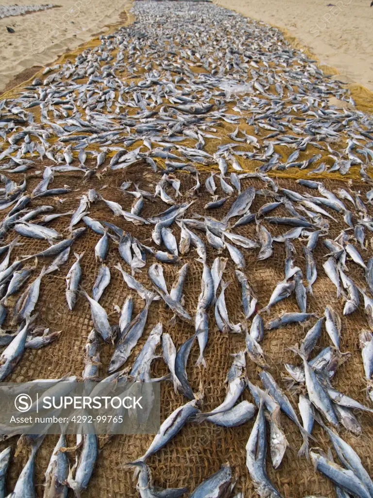 Sri Lanka, Negombo. Fishes drying on beach